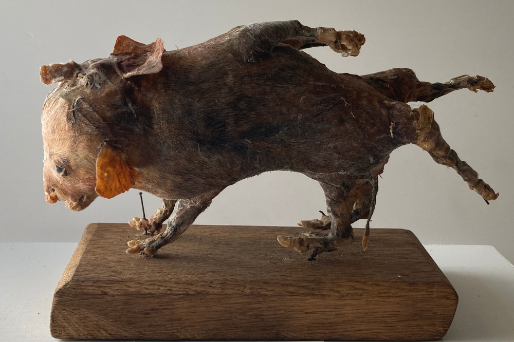 A preserved conjoined piglet in the museum's collection