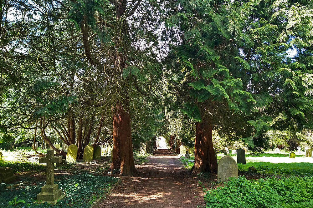 Giant Sequoia - Denne Road Cemetery