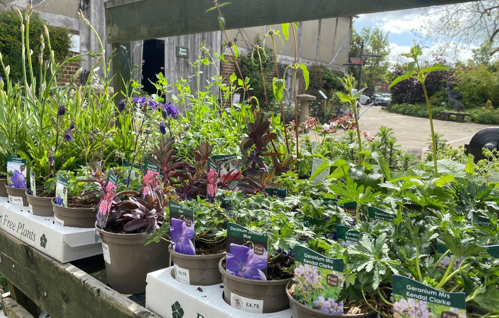 A Photograph of the plant displays at Horsham Museum