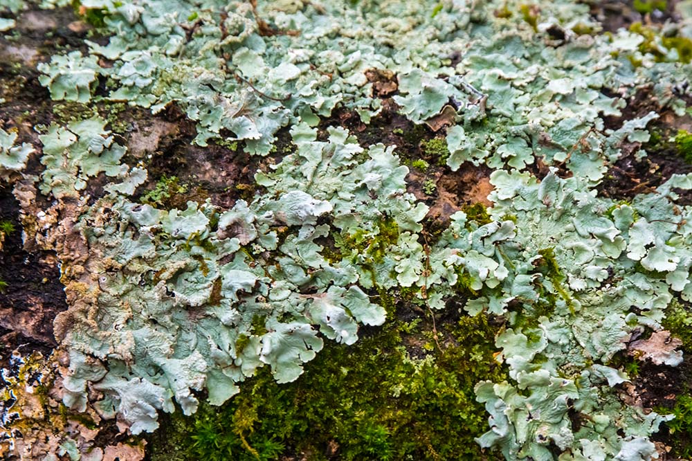 Lichens