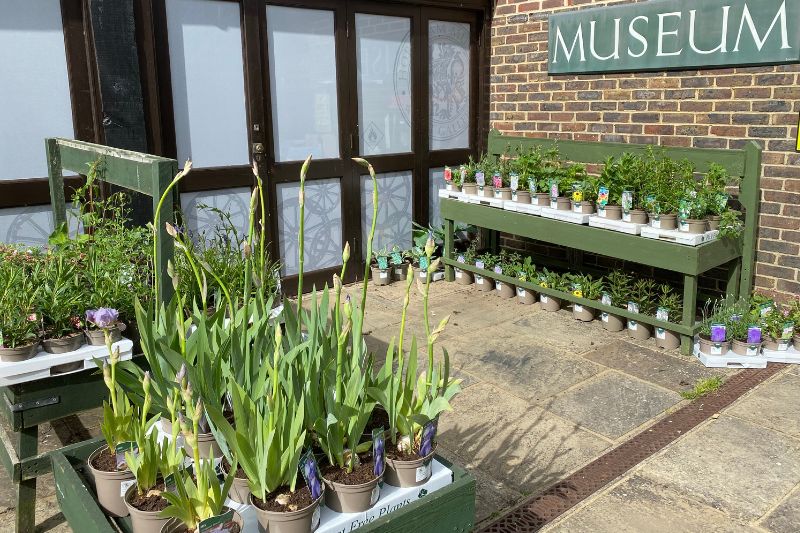 A photograph of the plant displays at Horsham Museum