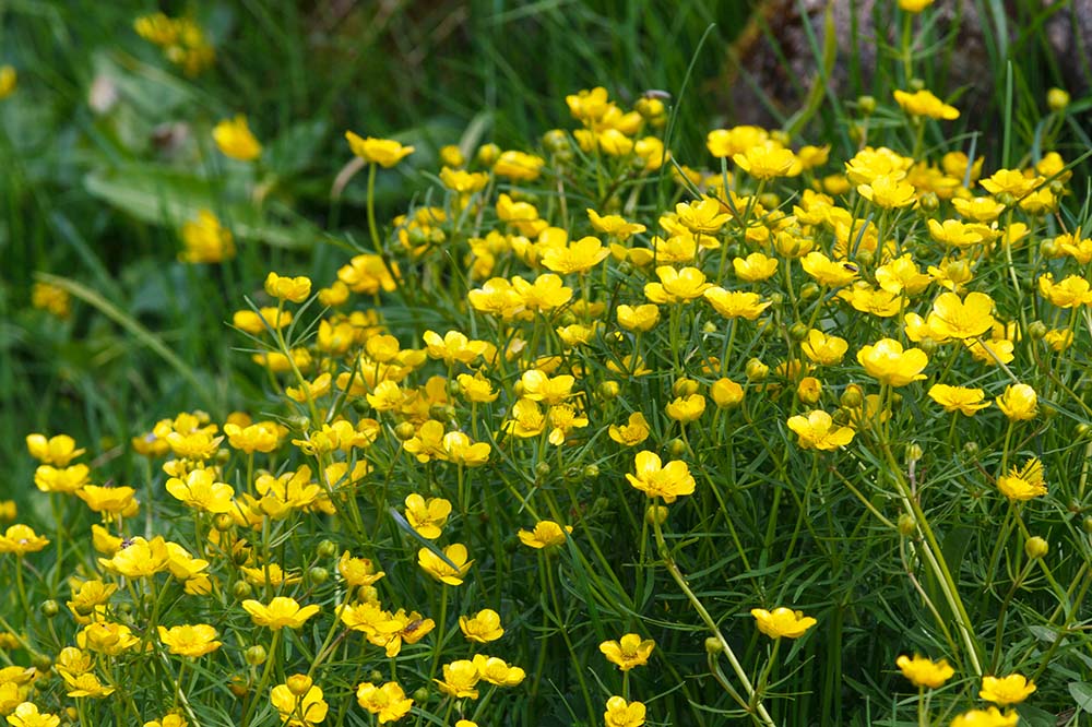 Goldilocks Buttercups