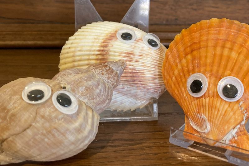 Different coloured shells with eyes