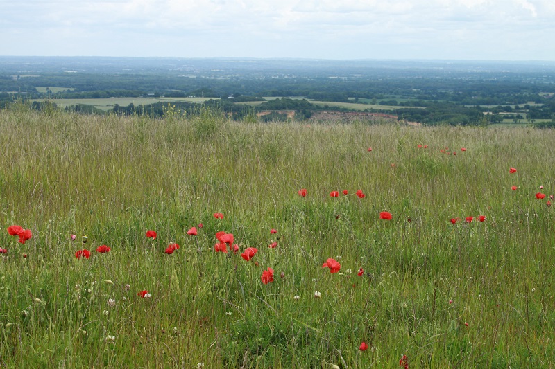 Long grasses and poppies on the South Downs at Storrington