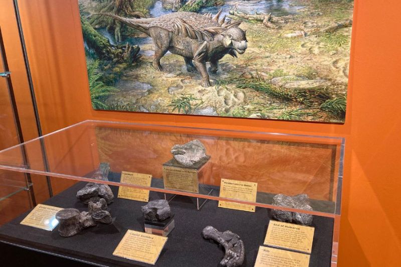 dinosaur fossils in a case below image of Horshamosaurus