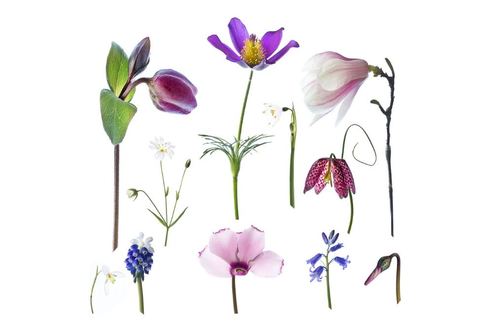 eleanor-coate-exhibition-1.jpg Botanical artwork by Eleanor Coate