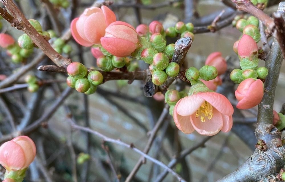 A photograph of the Chaenomeles (Flowering Quince) in the museum garden