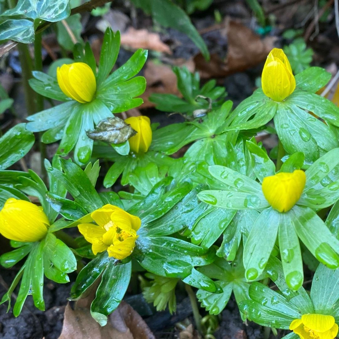 A photograph of the Winter Aconites in the museum garden