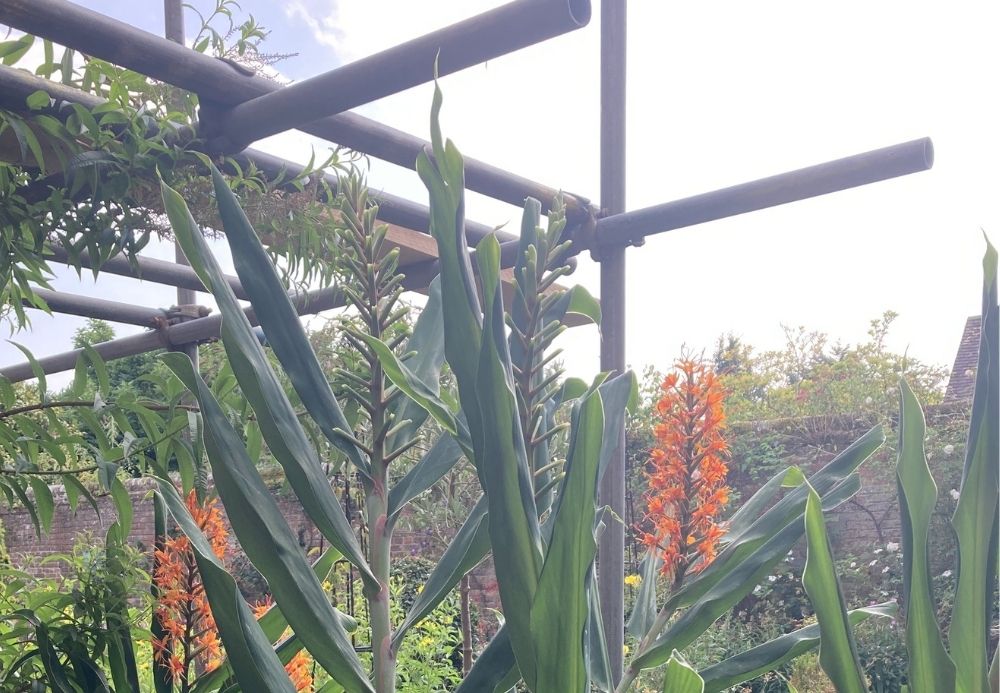 Garden with flowers and scaffolding