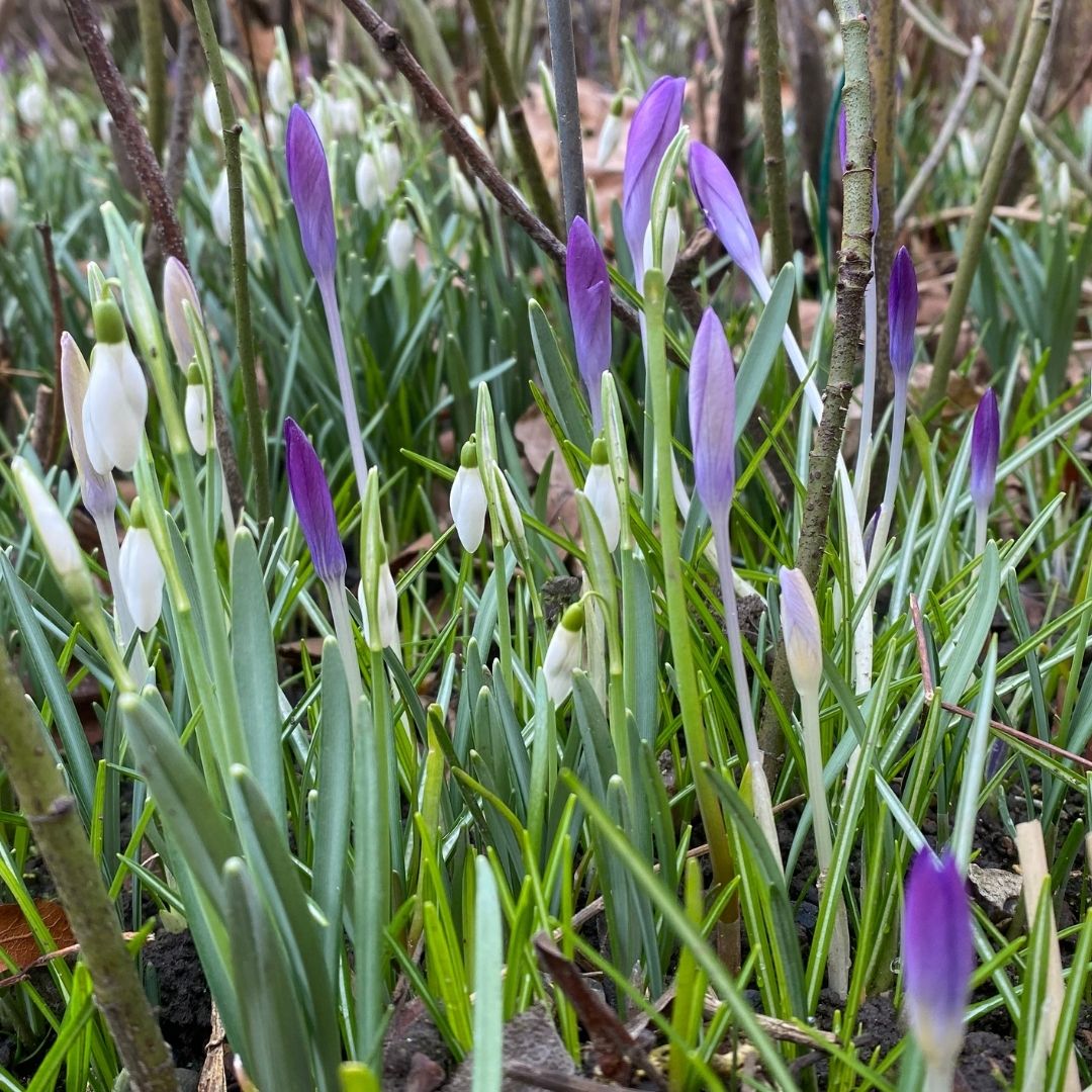 A photograph of the purple Crocuses in bud in the museum garden