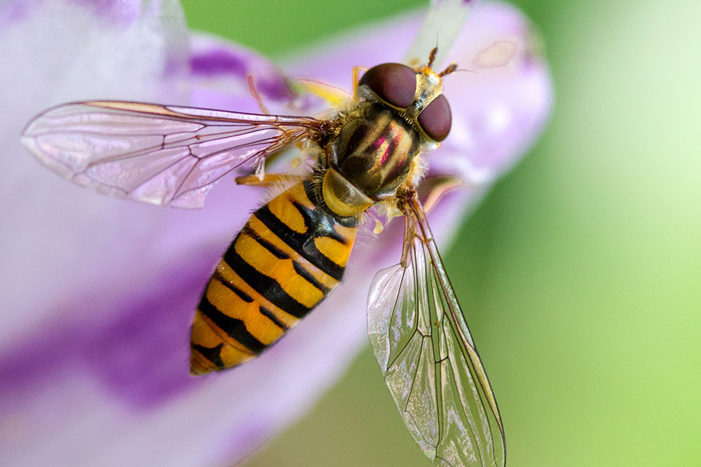 Hoverfly