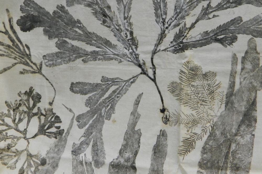 Monochrome print of ferns