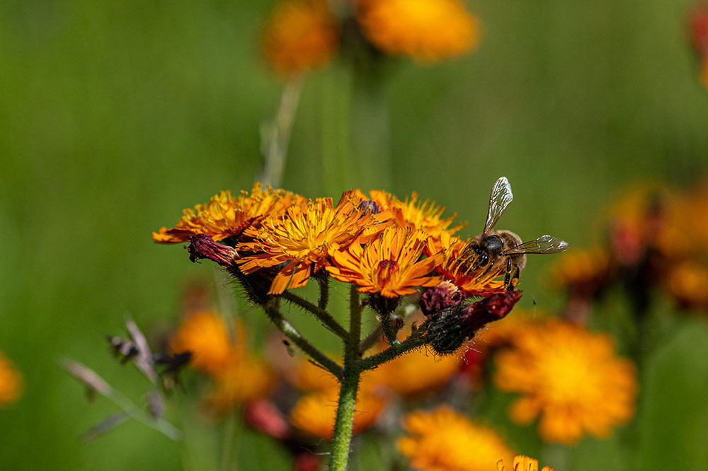 Pilosella Aurantiaca